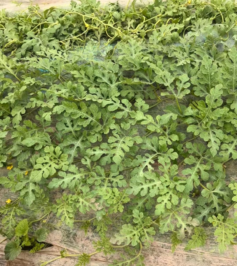 江苏嘉年华五号西瓜大量供应产地直发品质保证价格优惠