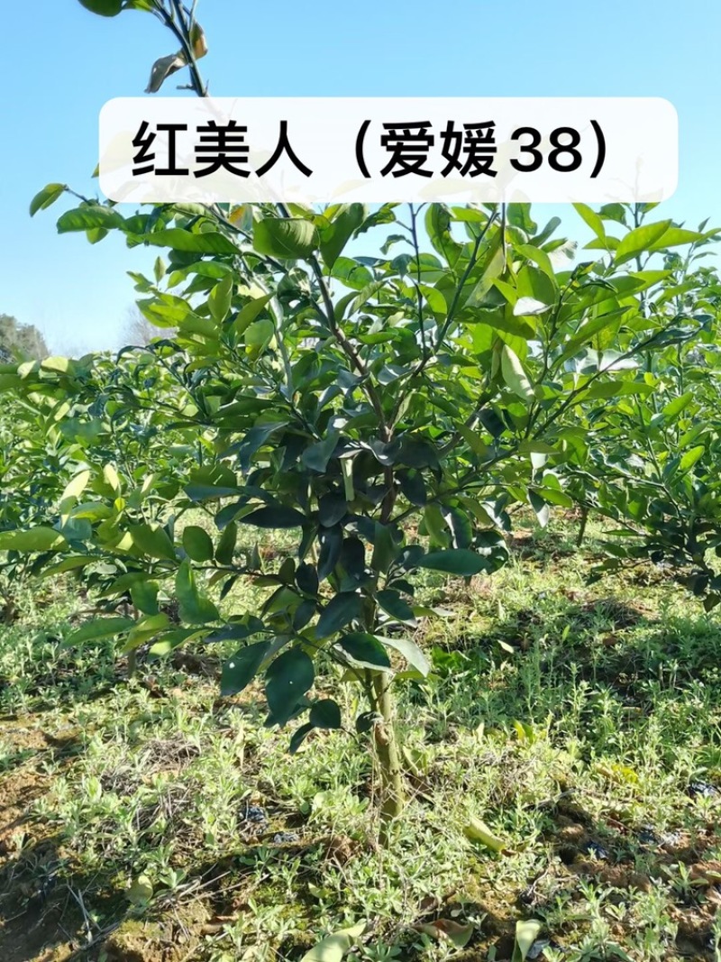 桔子树低价出售，有需要的联系
