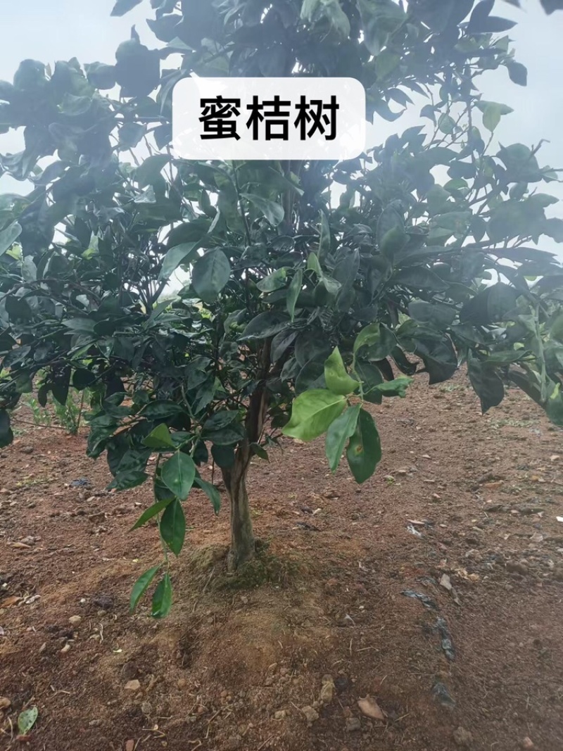 桔子树低价出售，有需要的联系