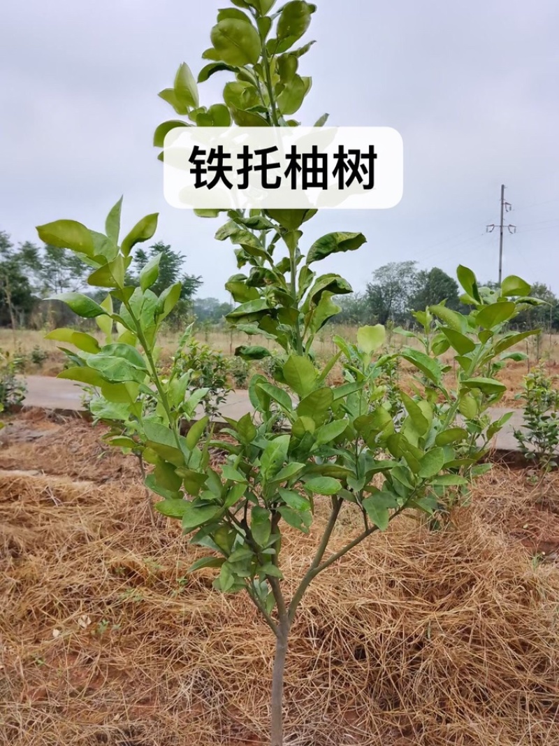 桔子树低价出售，有需要的联系