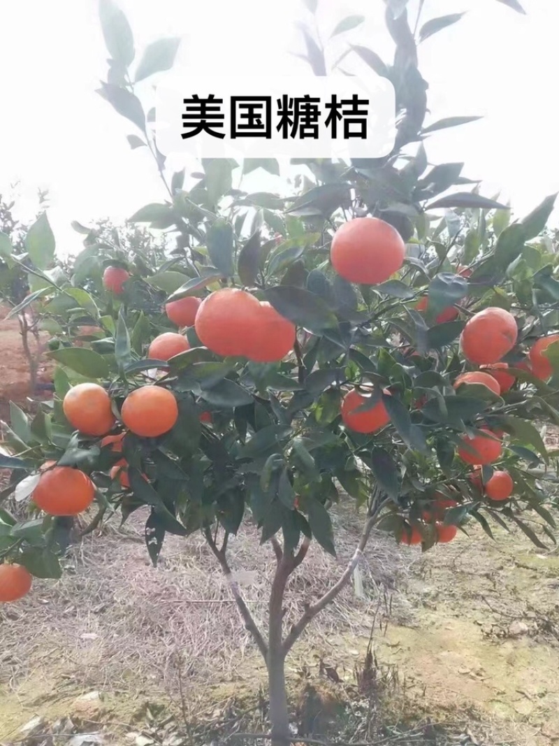 桔子树低价出售，有需要的联系