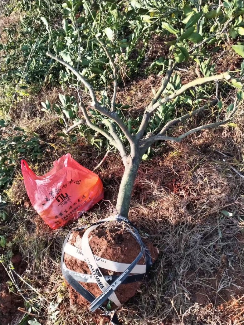 桔子树低价出售，有需要的联系