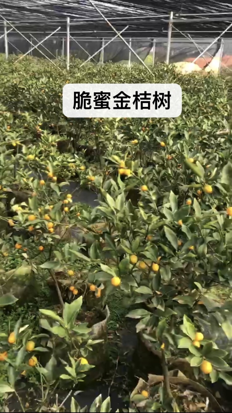 桔子树低价出售，有需要的联系