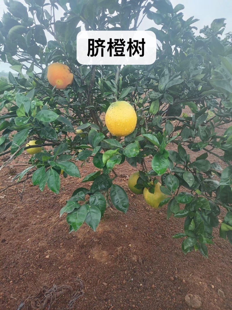 桔子树低价出售，有需要的联系