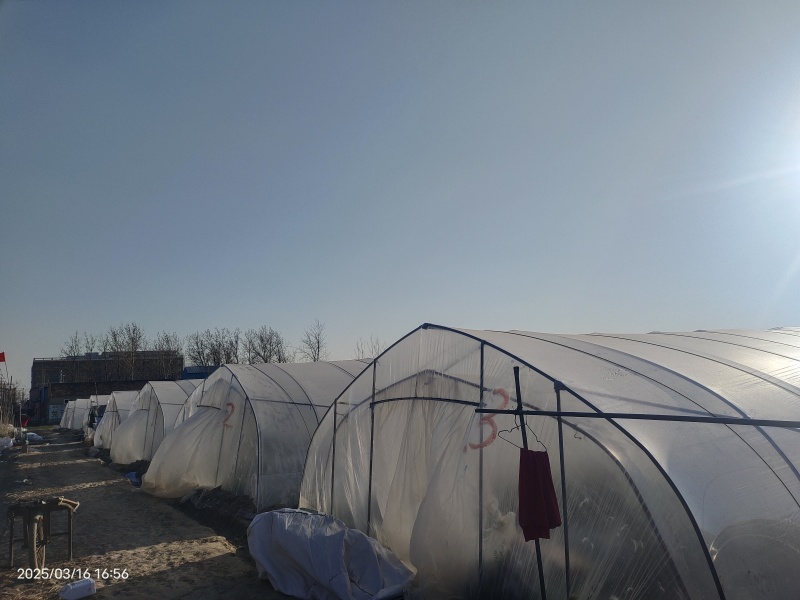 江苏嘉年华五号西瓜大量供应产地直发品质保证价格优惠