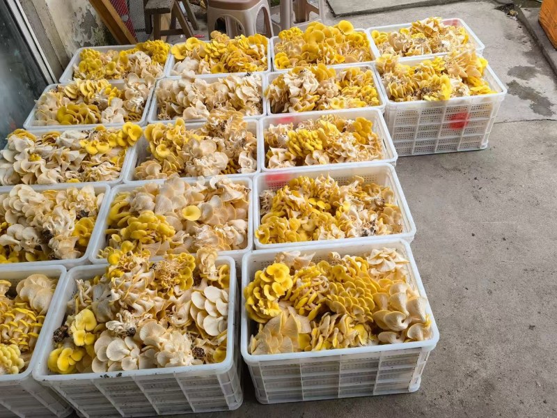 【新鲜直达】当季云南新鲜鸡油菌抢鲜购！量大优惠……