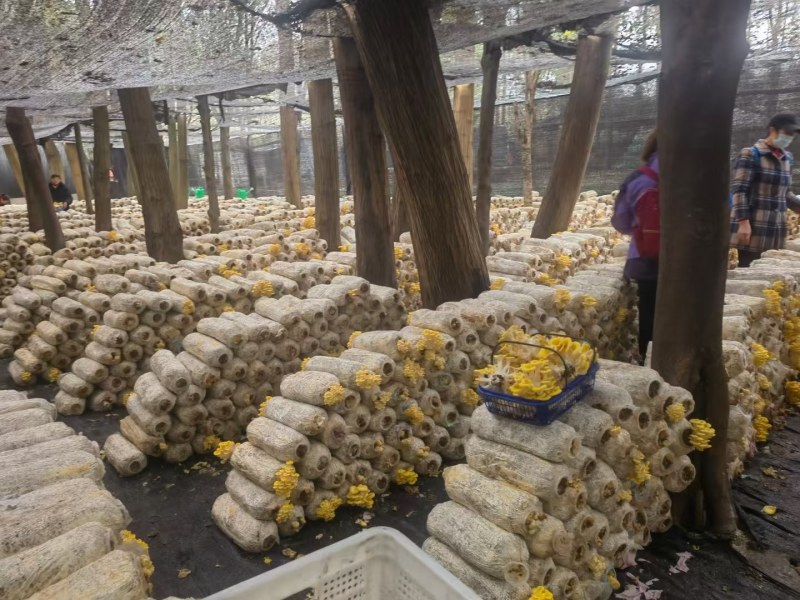 【新鲜直达】当季云南新鲜鸡油菌抢鲜购！量大优惠……
