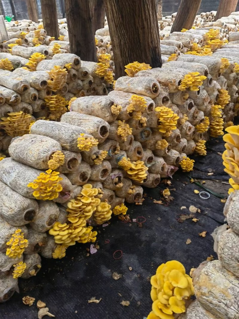 【新鲜直达】当季云南新鲜鸡油菌抢鲜购！量大优惠……