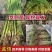福建茭白种苗，包销，技术支持，协助采收。合同价收购