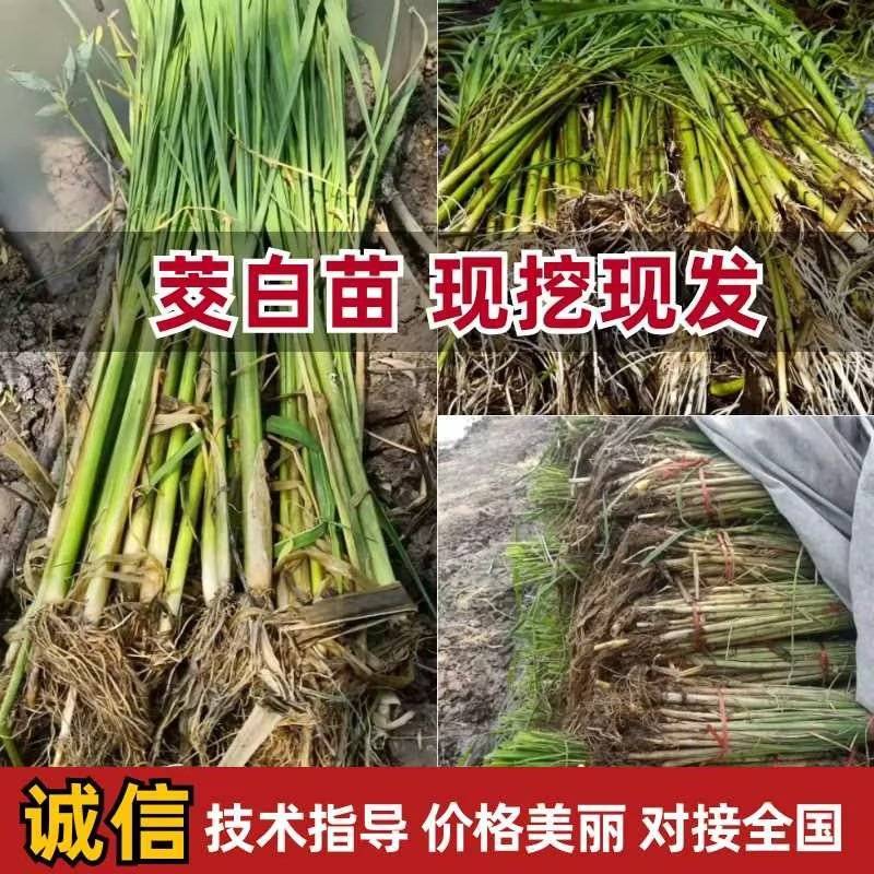 福建茭白种苗，包销，技术支持，协助采收。合同价收购