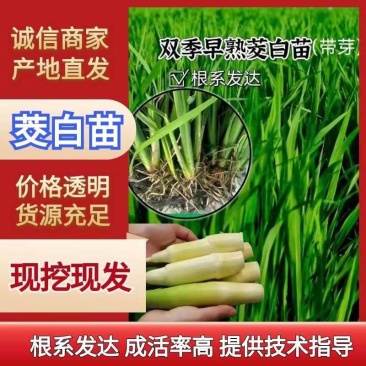 安徽茭白苗，工程苗择优选育品质优良长势旺盛