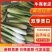 【双季茭白】浙江衢州产地直供全国市场电商平台超市欢迎