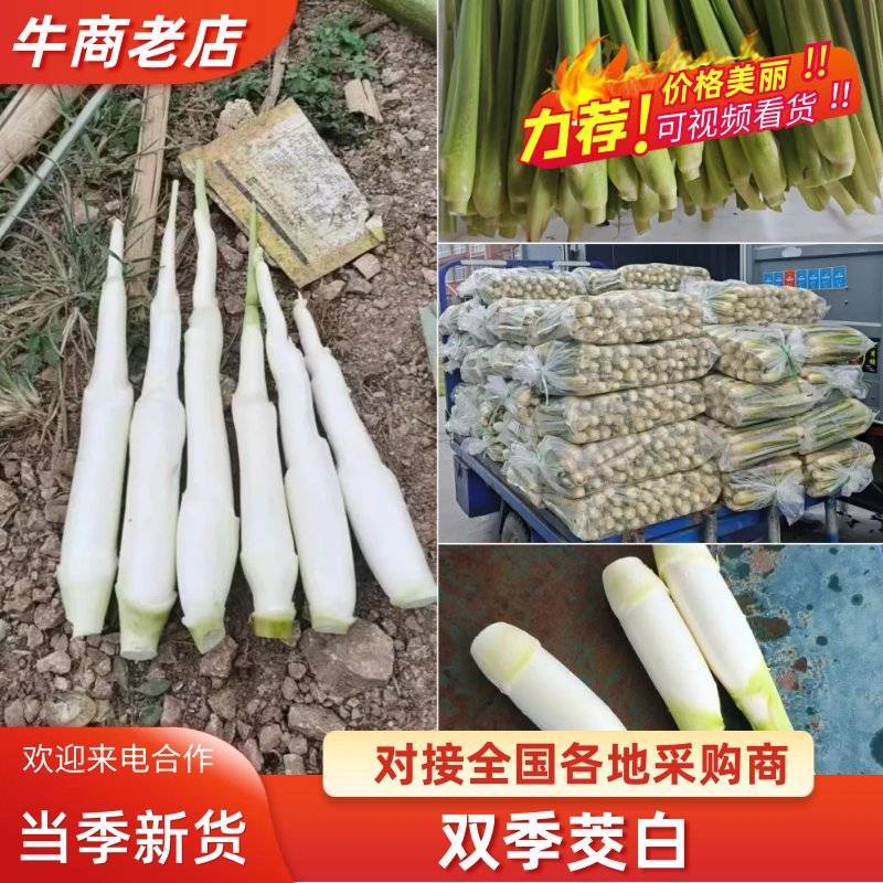 台州茭白可以视频看货实地看货满意为止全国接单常年
