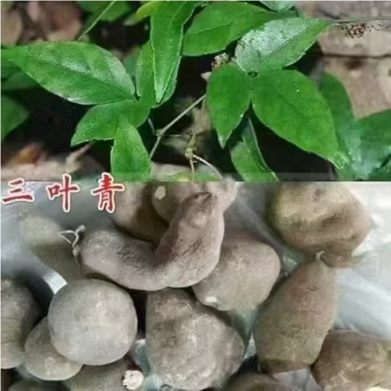 三叶青