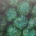 东台优质301辣椒肥沃土壤适宜气候为广大客户提供服务