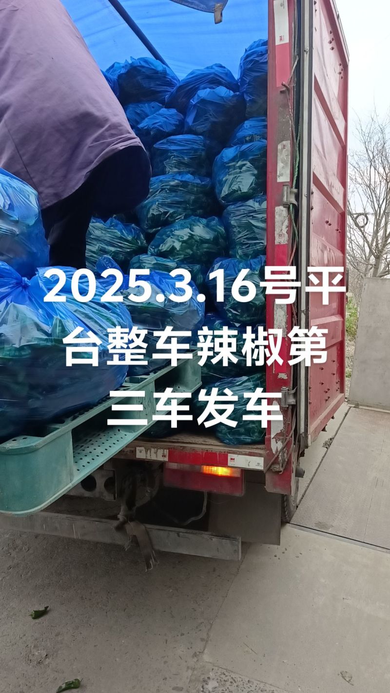 东台优质301辣椒肥沃土壤适宜气候为广大客户提供服务