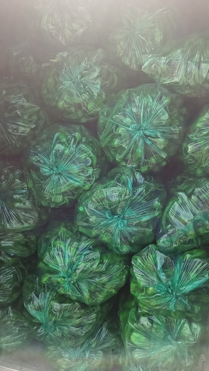 东台优质301辣椒肥沃土壤适宜气候为广大客户提供服务