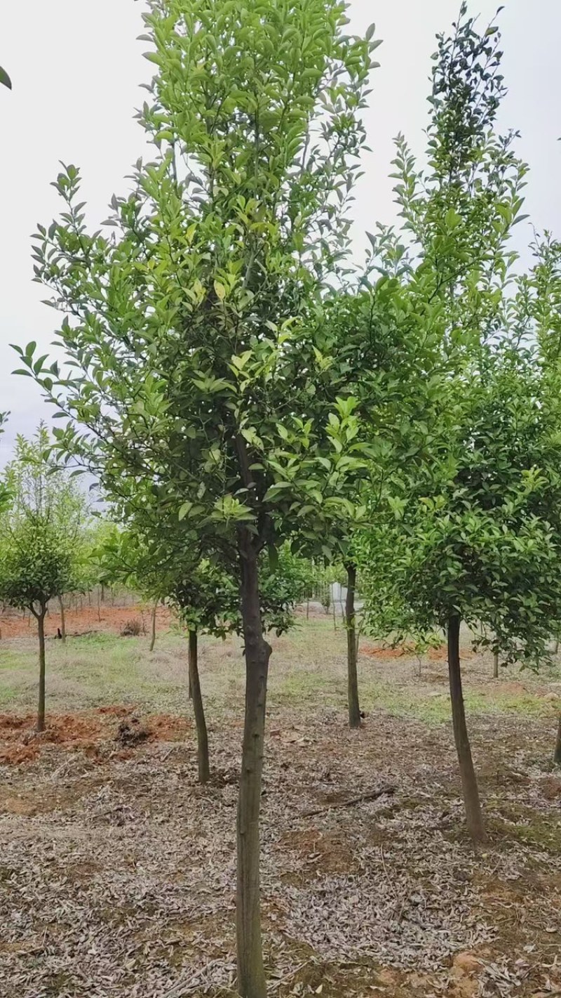 出售3-8公分枳壳树，当年结果，量大从优