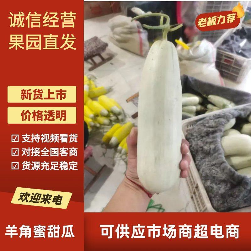 精品羊角蜜甜瓜对接全国产地发货质量保证诚信经营