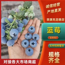 【精品推荐】青岛蓝莓产地直采直供！微电商对接，一件代发