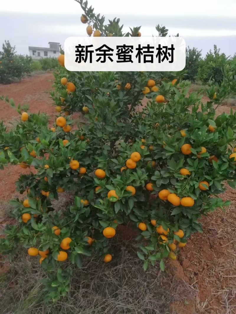 桔子树出售，需要的联系