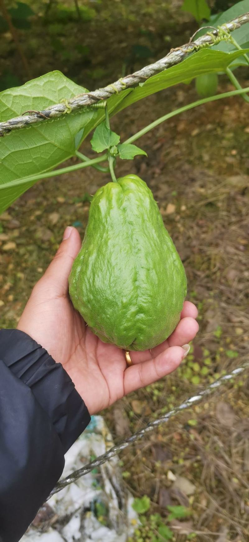 云南高山佛手瓜，农户自种，无任何化肥，农药