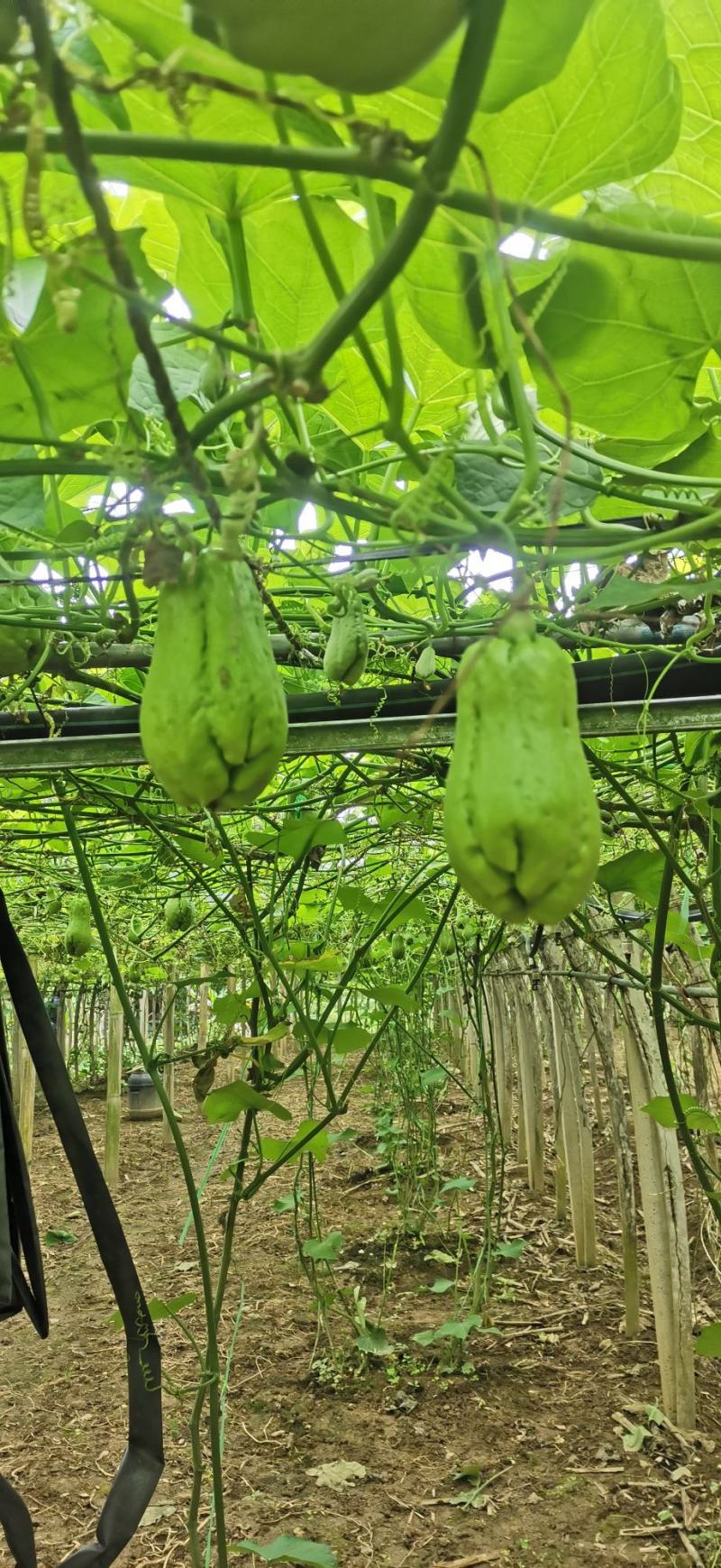 云南高山佛手瓜，农户自种，无任何化肥，农药