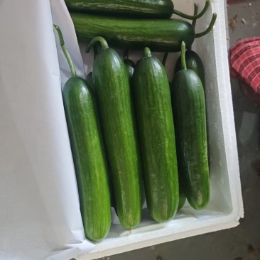 山东菏泽牡丹区水果黄瓜，承接各种包装，诚信经营