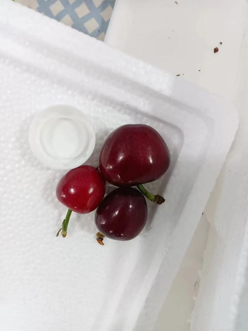特级美早樱桃大量供应产地现摘现发品质保证