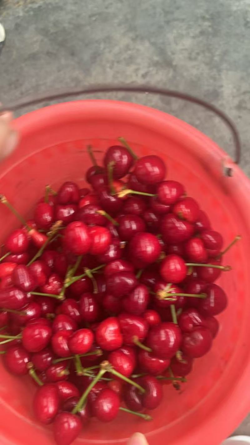 特级美早樱桃大量供应产地现摘现发品质保证