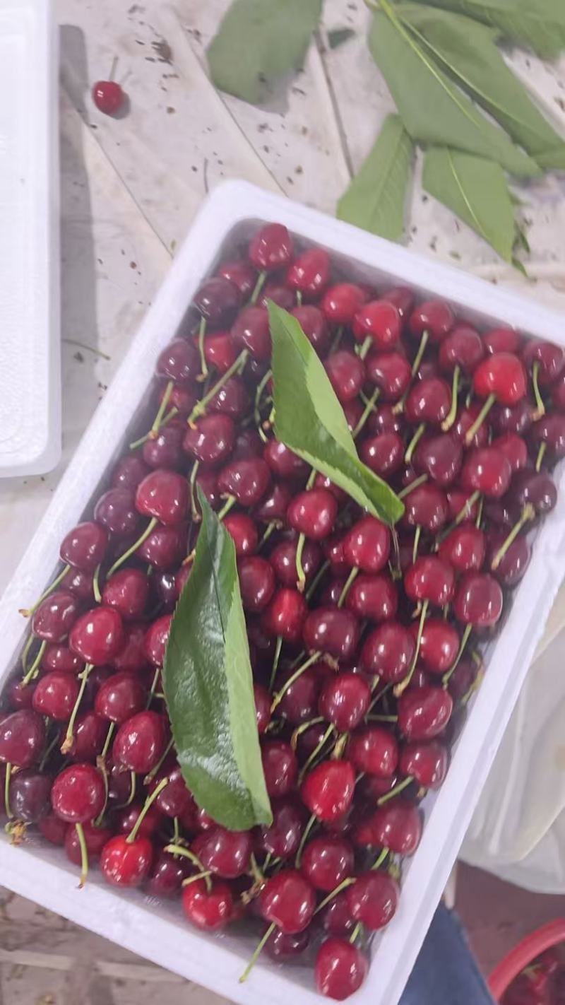 特级美早樱桃大量供应产地现摘现发品质保证