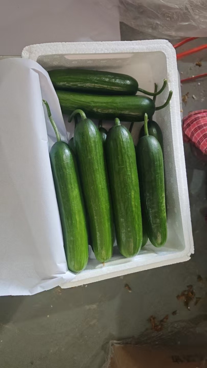 山东菏泽牡丹区水果黄瓜，承接各种包装，诚信经营