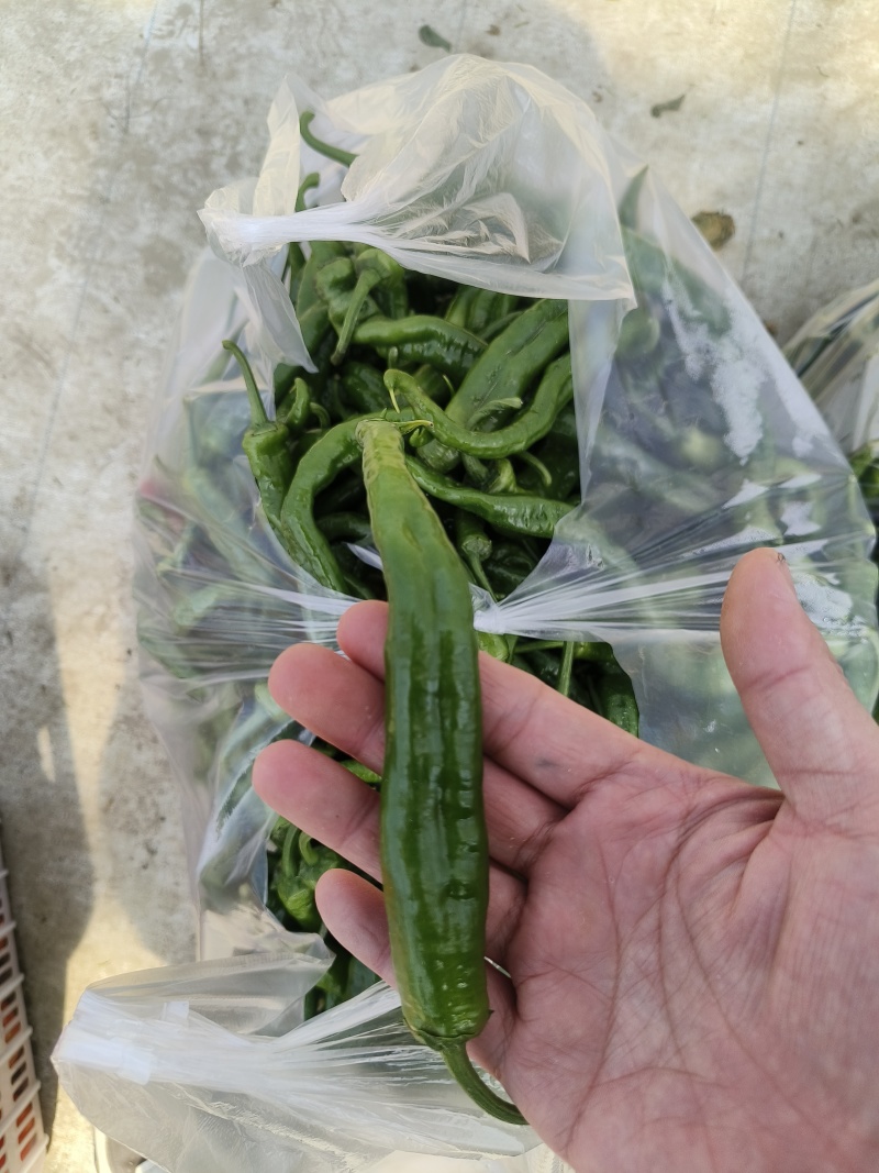 辣椒
