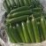 山东菏泽曹县水果黄瓜，精品黄瓜，承接各类包装