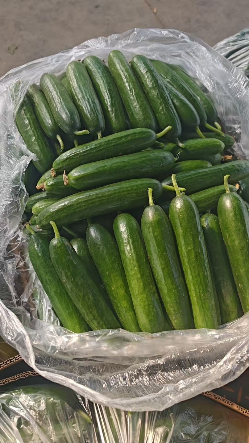 山东菏泽曹县水果黄瓜，精品黄瓜，承接各类包装