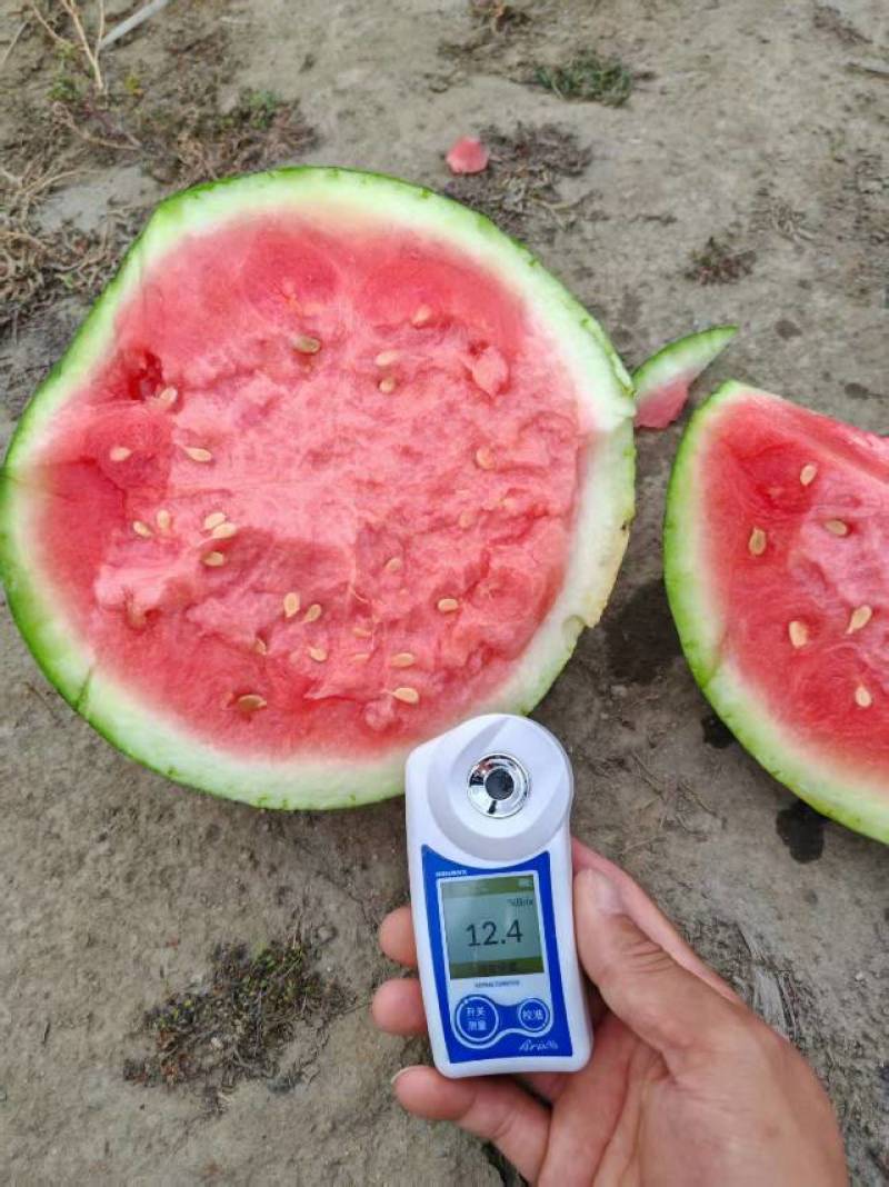 【云南直发】清甜多汁云南西瓜，新鲜采摘，夏日解暑必备！