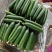 山东菏泽曹县水果黄瓜，精品黄瓜，承接各类包装