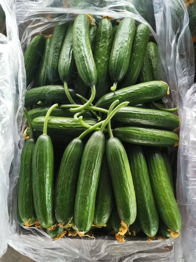 山东菏泽曹县水果黄瓜，精品黄瓜，承接各类包装