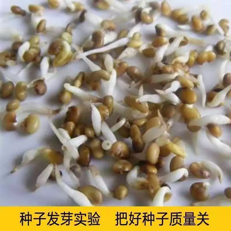 甘草种子批发纯新红甘草籽包发芽提供种植技术指导