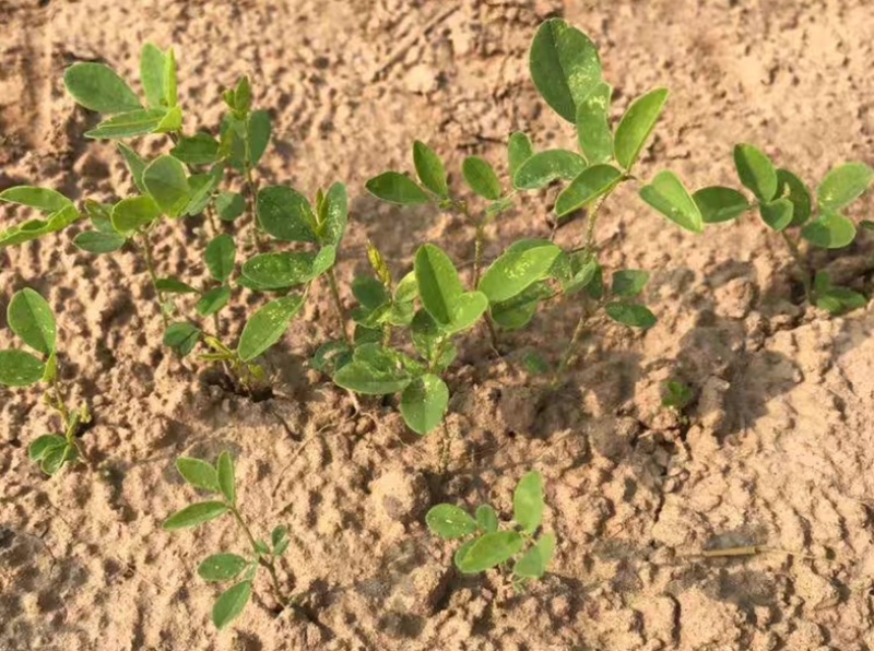 甘草种子批发纯新红甘草籽包发芽提供种植技术指导