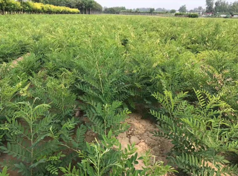 甘草种子批发纯新红甘草籽包发芽提供种植技术指导
