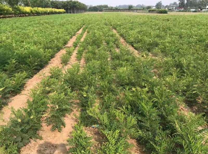 甘草种子批发纯新红甘草籽包发芽提供种植技术指导