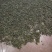 钩棒槌，钩不穗，毛毛虫，楮树穗，土桃穗，楚不穗