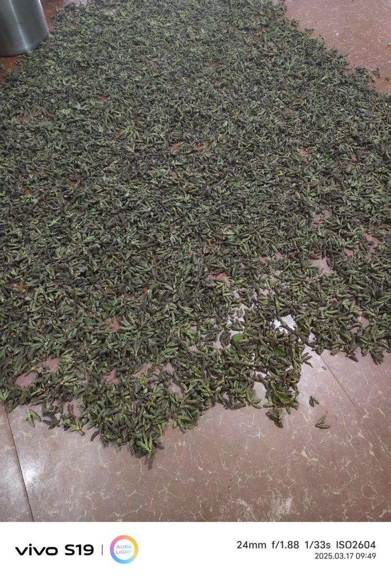钩棒槌，钩不穗，毛毛虫，楮树穗，土桃穗，楚不穗
