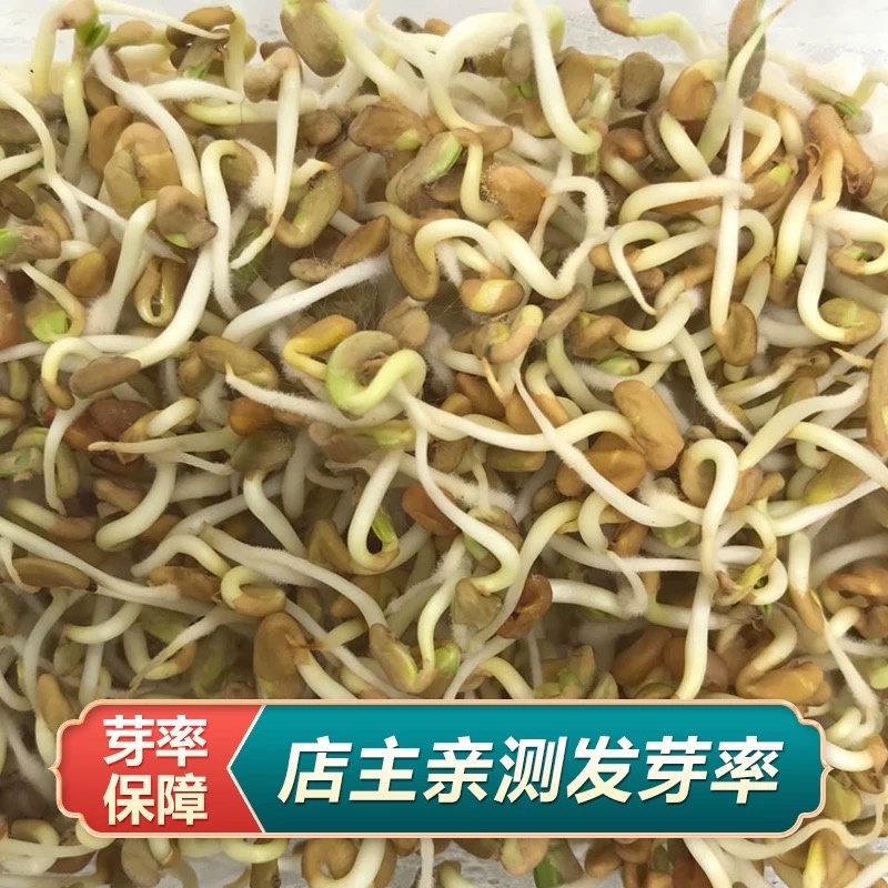 甘草种子精选纯新甘草籽种植简单易管理提供技术回收
