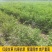 甘草种子精选纯新甘草籽种植简单易管理提供技术回收