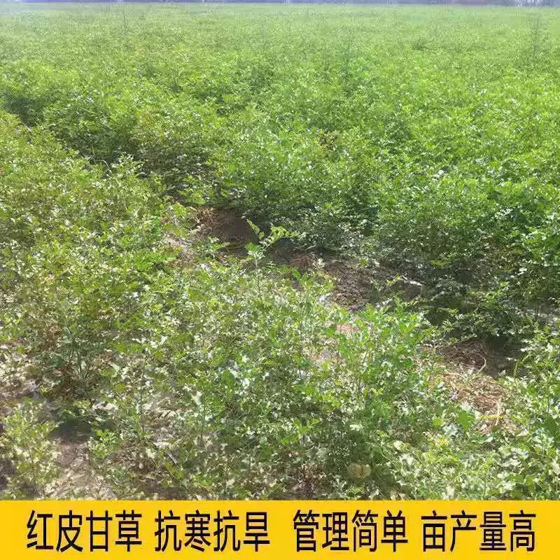 甘草种子精选纯新甘草籽种植简单易管理提供技术回收