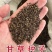 甘草种子精选纯新甘草籽种植简单易管理提供技术回收