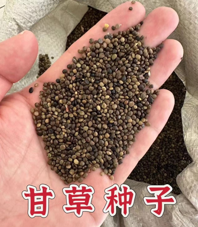 甘草种子精选纯新甘草籽种植简单易管理提供技术回收