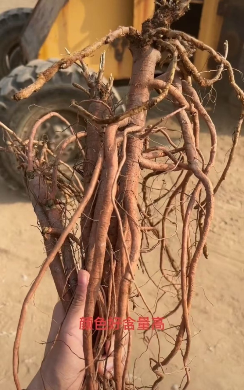甘草种子精选纯新甘草籽种植简单易管理提供技术回收